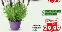 Kaufland Lawenda francuska sztuka oferta