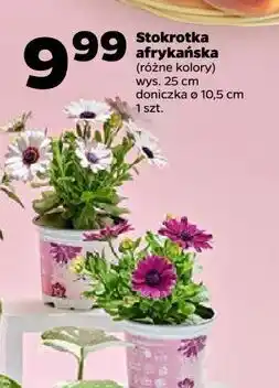 Netto Stokrotka afrykańska 20-25 cm oferta