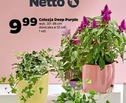 Netto Celozja deep purple 12 cm oferta