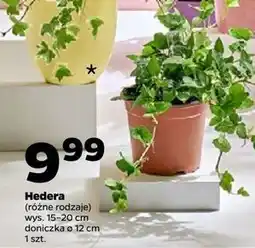 Netto Hedera don. 12 cm oferta