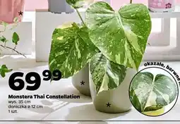 Netto Monstera thai constellation oferta