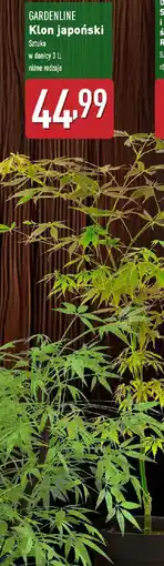 ALDI GARDENLINE Klon japoński oferta