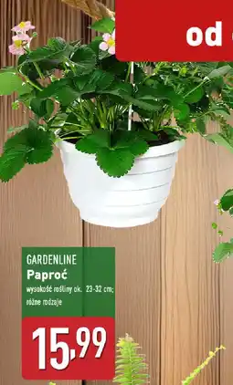 ALDI GARDENLINE Paproć oferta
