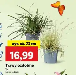 Lidl Trawy ozdobne oferta
