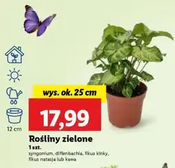 Lidl Rośliny zielone oferta