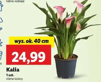 Lidl Kalia oferta