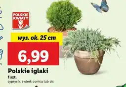 Lidl Polskie iglaki oferta