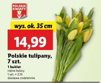 Lidl Polskie tulipany, 7 szt oferta