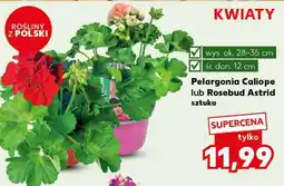 Kaufland Pelargonia Caliope lub Rosebud Astrid oferta