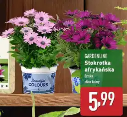 ALDI GARDENLINE Stokrotka afrykańska oferta