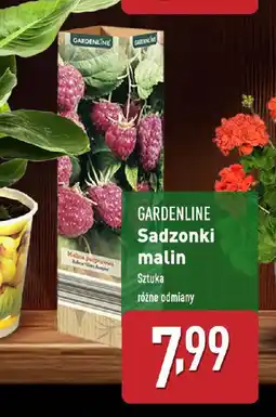 ALDI GARDENLINE Sadzonki malin oferta