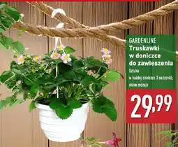ALDI GARDENLINE Truskawki w doniczce do zawieszenia oferta