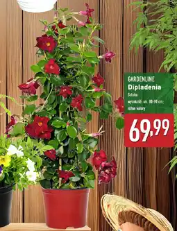 ALDI GARDENLINE Dipladenia oferta