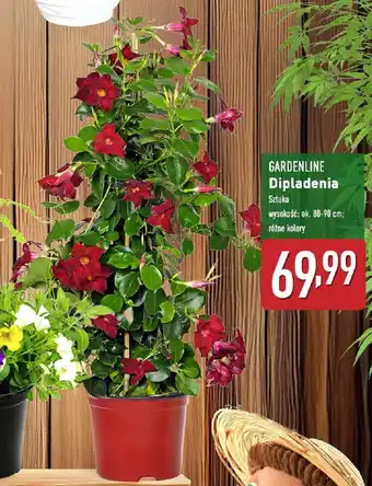 ALDI GARDENLINE Dipladenia oferta
