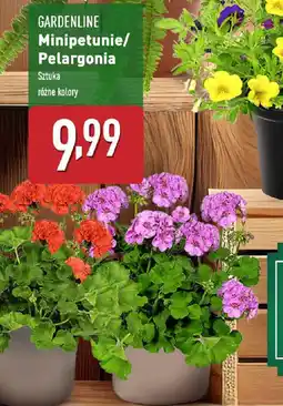 ALDI GARDENLINE Minipetunie/Pelargonia oferta