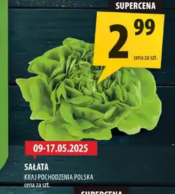 Arhelan Sałata Arhelan oferta