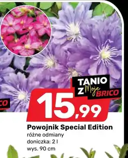 Bricomarche Powojnik Special oferta