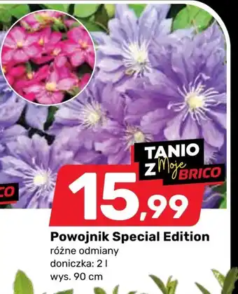 Bricomarche Powojnik Special oferta