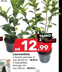 Bricomarche Roślina doniczkowa oferta