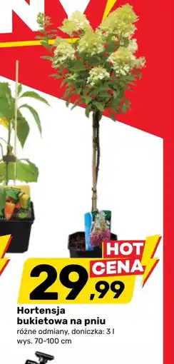 Bricomarche Hortensja oferta