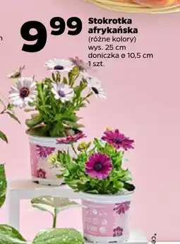 Netto Roślina doniczkowa Stokrotka oferta