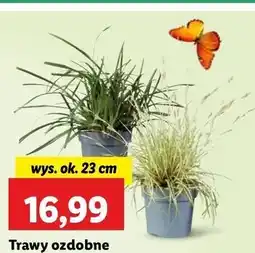 Lidl Trawa ozdobna 23 cm oferta