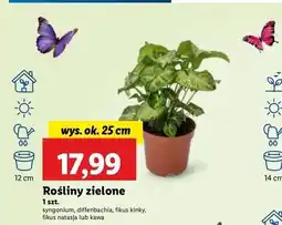Lidl Kawa don. 12 cm oferta