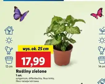 Lidl Kawa don. 12 cm oferta