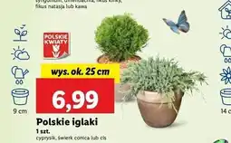 Lidl Cis oferta
