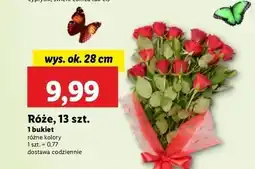 Lidl Róże oferta