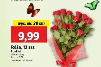 Lidl Róże oferta