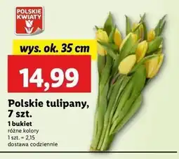 Lidl Tulipany 35 cm oferta