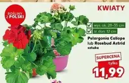 Kaufland Pelargonia rosebud astrid oferta