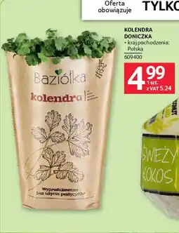 Selgros Kolendra doniczka oferta
