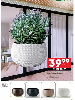 Biedronka Doniczka C&A oferta