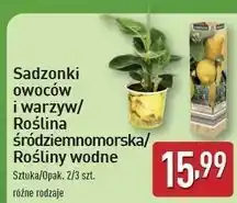 ALDI Roślina śródziemnomorska 25-38 cm Gardenline oferta