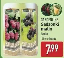 ALDI Krzew owocowy - malina Gardenic Yard oferta