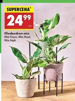 Biedronka Filodendron white knight oferta