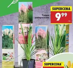 Biedronka Trawa pampasowa oferta