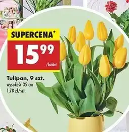 Biedronka Tulipany 35 cm oferta
