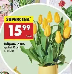 Biedronka Tulipany 35 cm oferta