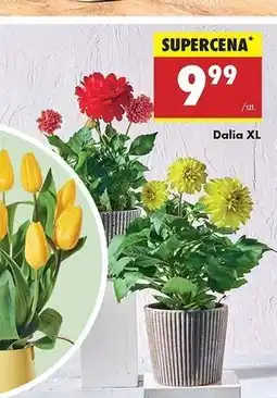 Biedronka Dalia oferta