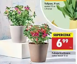 Biedronka Fuksja 12 cm oferta