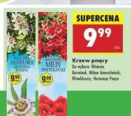 Biedronka Hortensja pnąca oferta