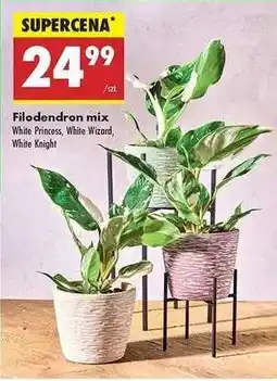 Biedronka Filodendron mix oferta