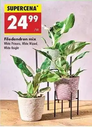 Biedronka Filodendron mix oferta