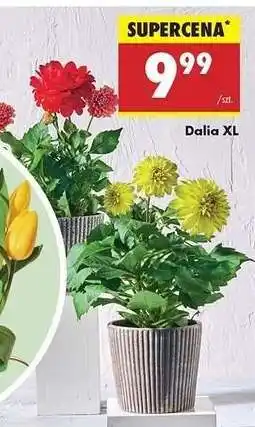 Biedronka Dalia XL oferta