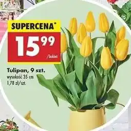 Biedronka Tulipan, 9 szt oferta