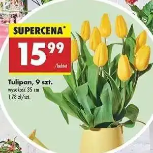 Biedronka Tulipan, 9 szt oferta