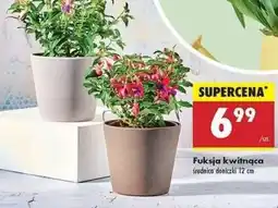 Biedronka Fuksja kwitnąca oferta